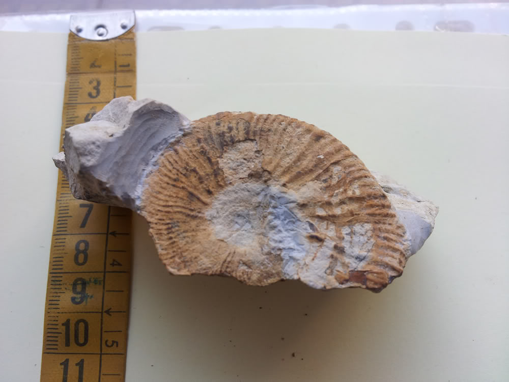 Ammonites cretácicos Pseudothurmania