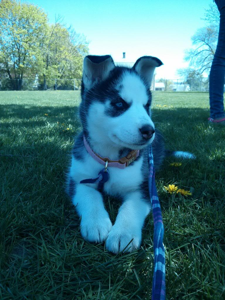 Say Hello To Laika! Update- May 4 new pics IMG_20130503_130204_zps0e5b9481