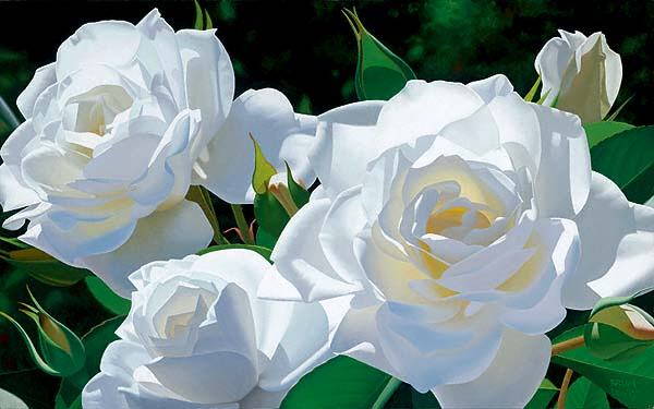  photo White-Roses-flowers-25785316-600-375.jpg