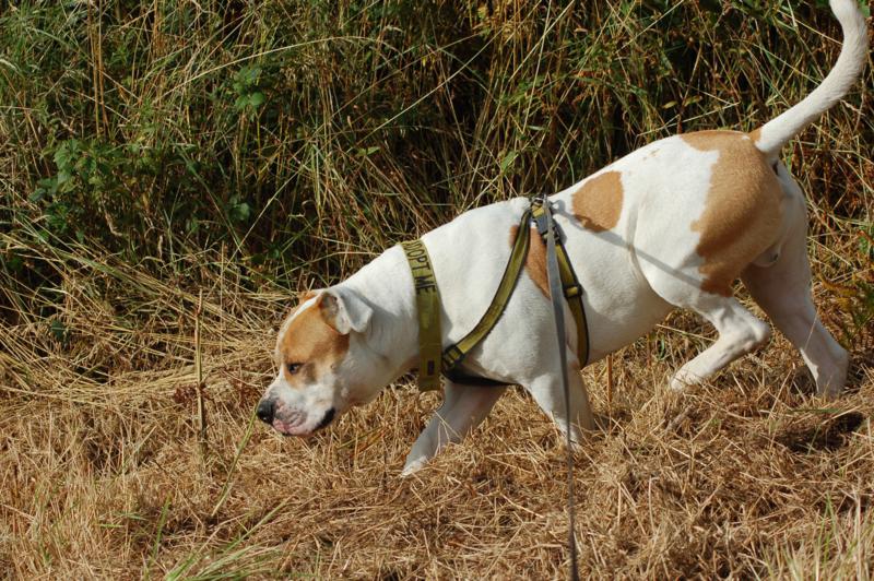 Duke - Diary of a Rescue AmBull DSC_3348_sm_zpsfb6f0038