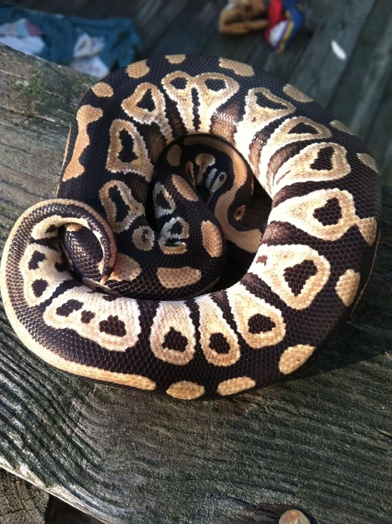 2012 Male Mojave 441