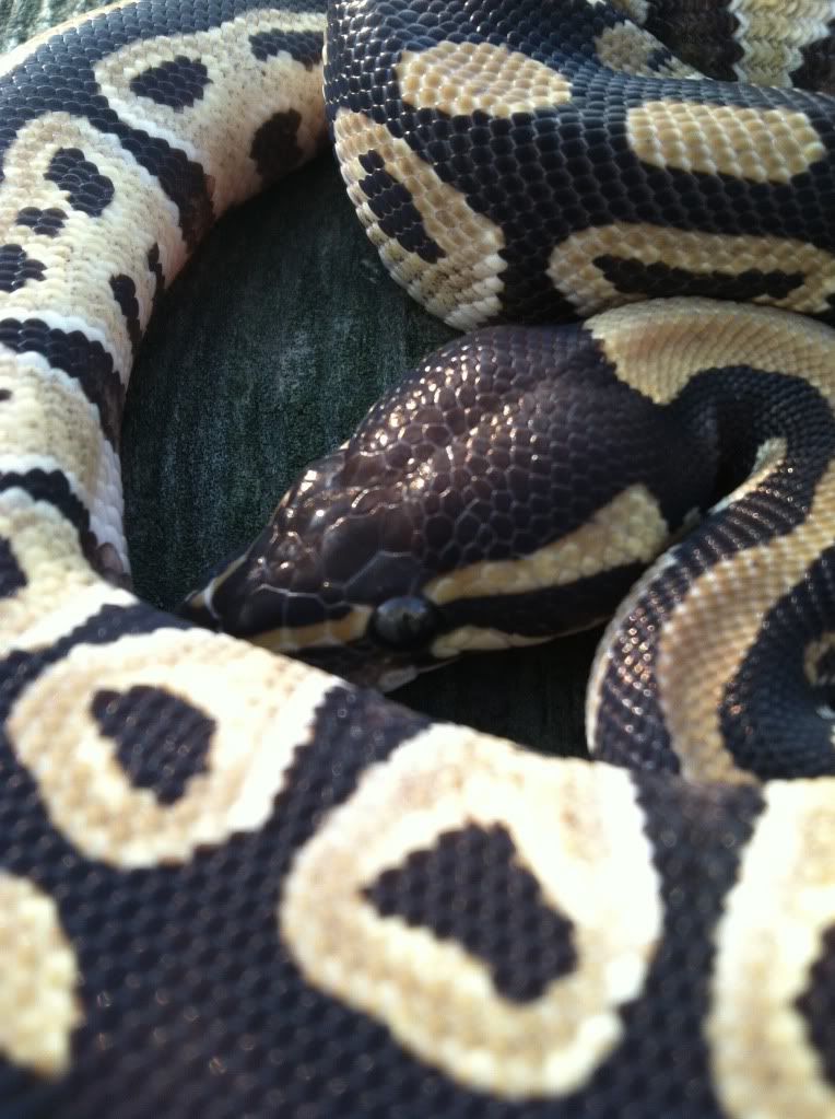 2012 Male Mojave 446