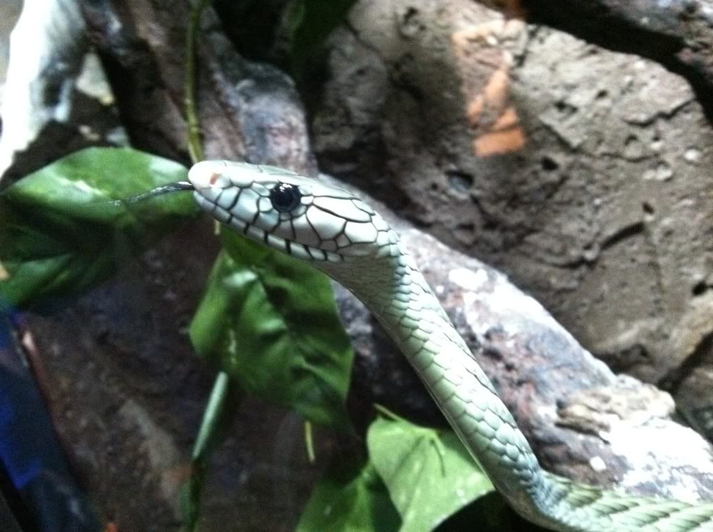 The Cape Fear Serpentarium  *Pic Heavy* :) Photo75