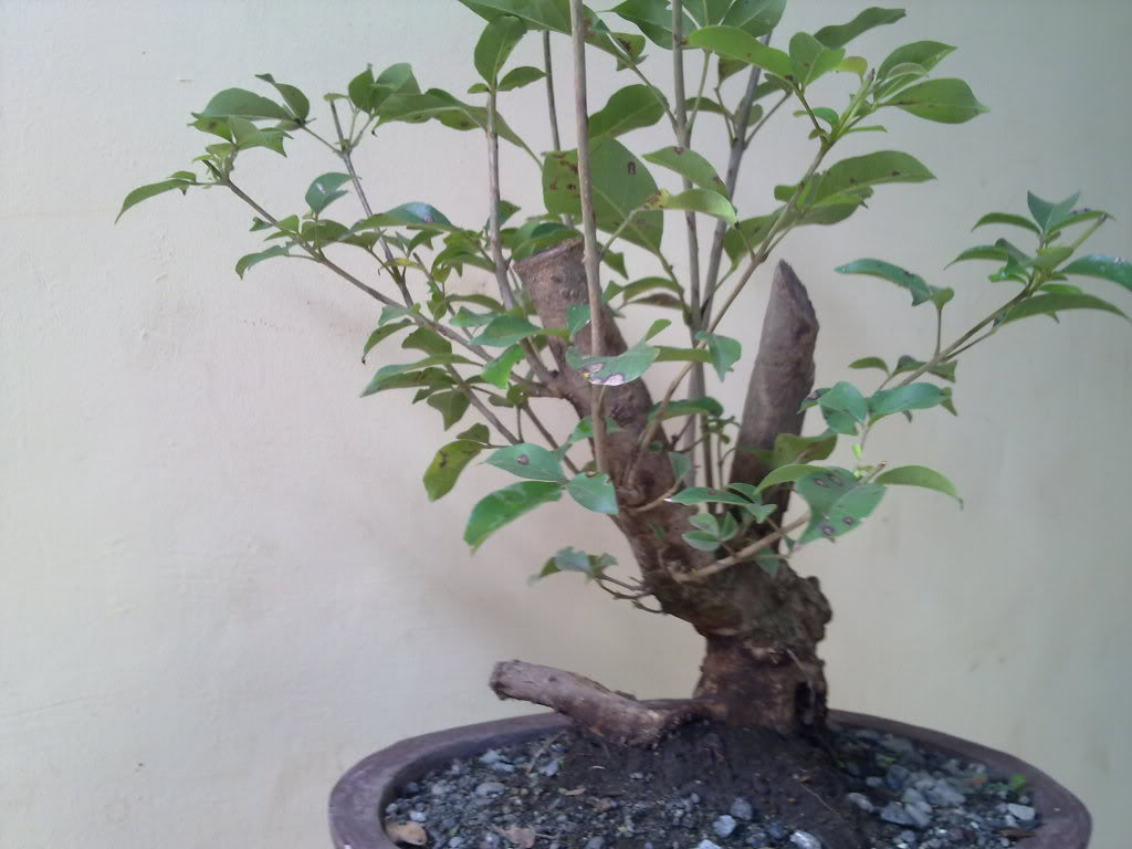 ...Styling Vitex Parviflora (Tugas) 09042011079