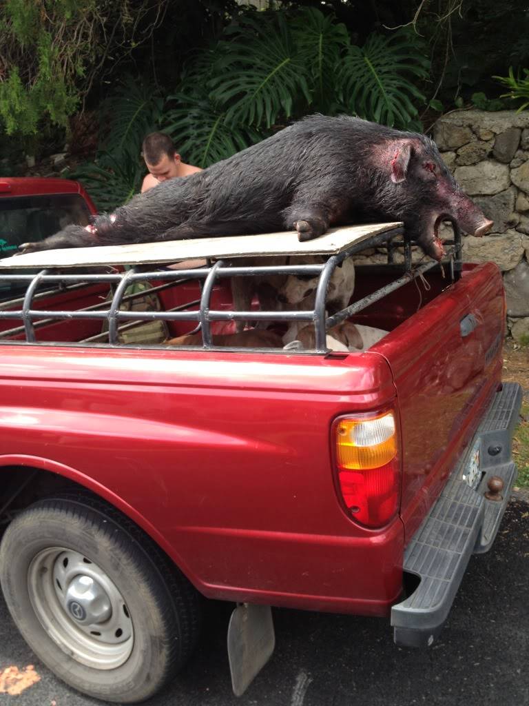 1 more boar down 97lbs 1in tusk 02-15-12 091