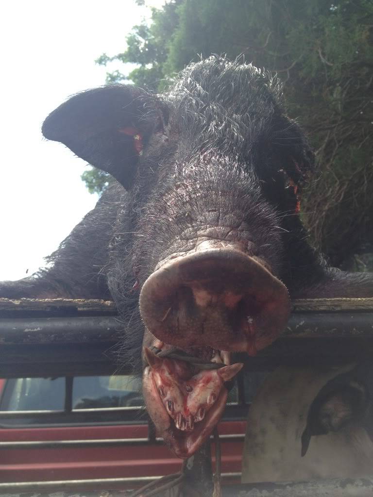 1 more boar down 97lbs 1in tusk 02-15-12 092