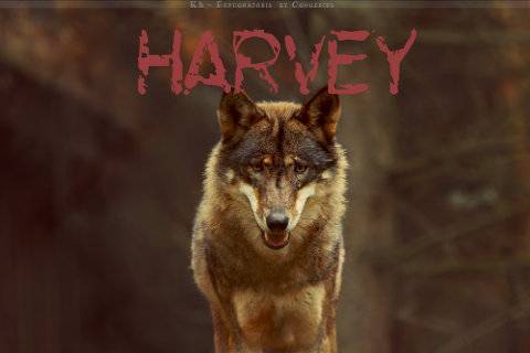 Harvey's Realm Big_bad_wolf_by_khevyel-d4ftzqh_zpse8572696