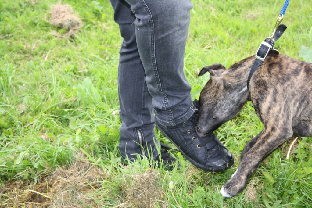 Loki's Trip to the Field (Pic Heavy) IMG_1100