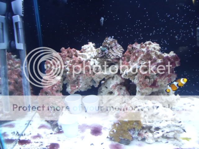 56g Reef (Pic Heavy) DSC00098