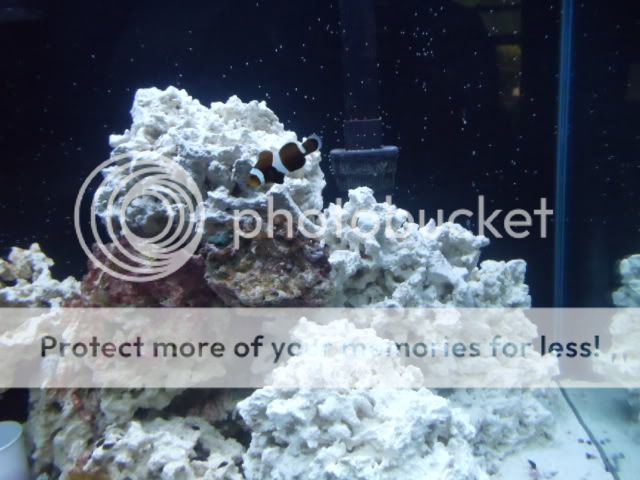 56g Reef (Pic Heavy) DSC00101