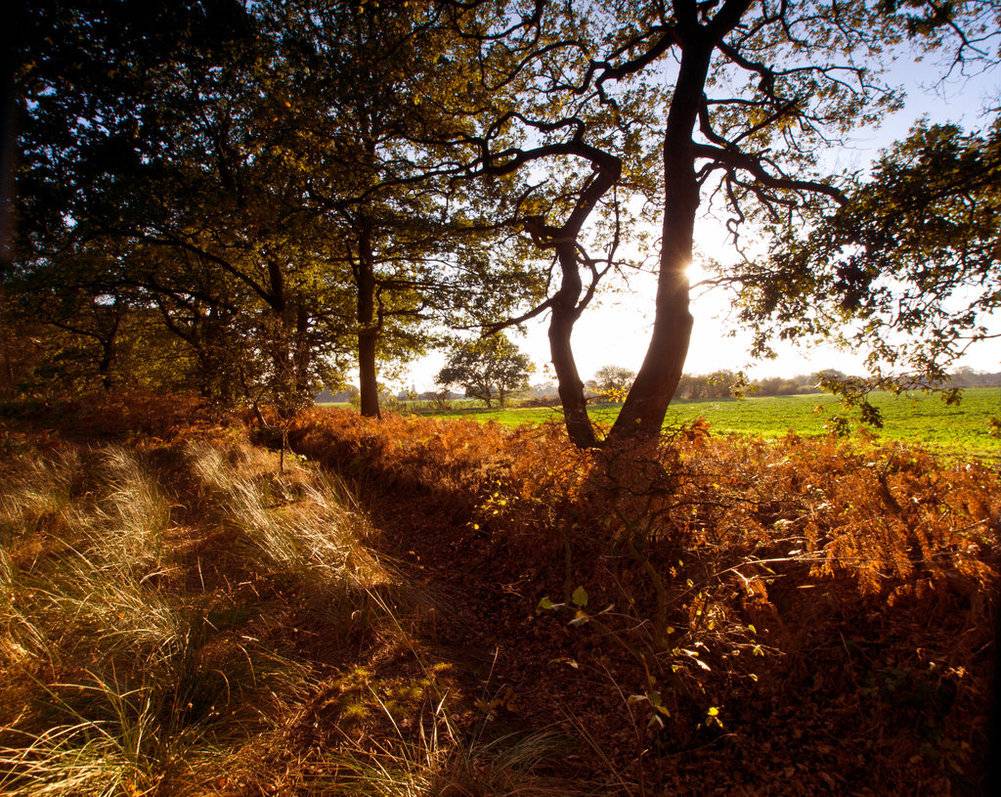 Pics of places that look like places from the films, or are just nice. [3] - Page 22 Skipwith_woods_by_davy59-d4e481j_zpsrfvach7o