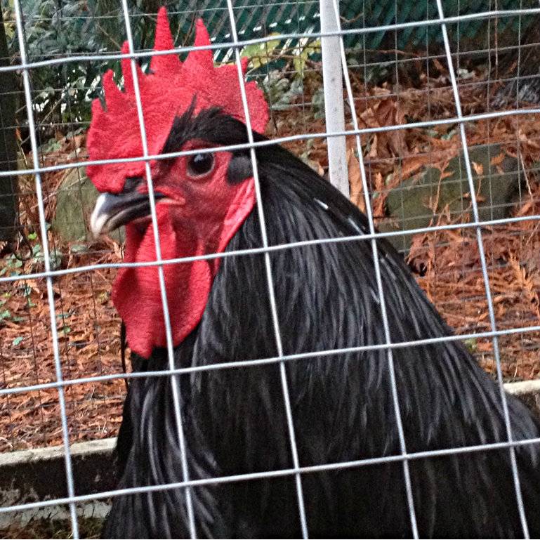 Black Australorp rooster - pic heavy 2E18623E-1AA4-400D-869D-53817EDE13ED-2127-00000350221ED534