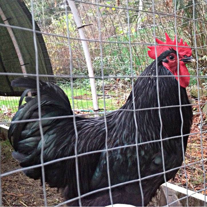 Black Australorp rooster - pic heavy 541171AB-4357-448A-B299-85C90F629F2C-2127-0000034FF51620E6