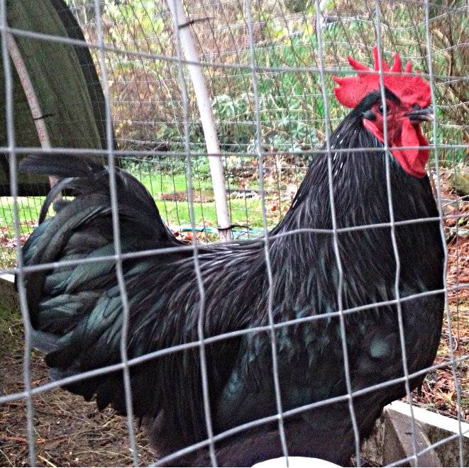 Black Australorp rooster - pic heavy 7B828E4A-C55A-4DFB-9066-E3802249FE15-2127-0000035018C1033C