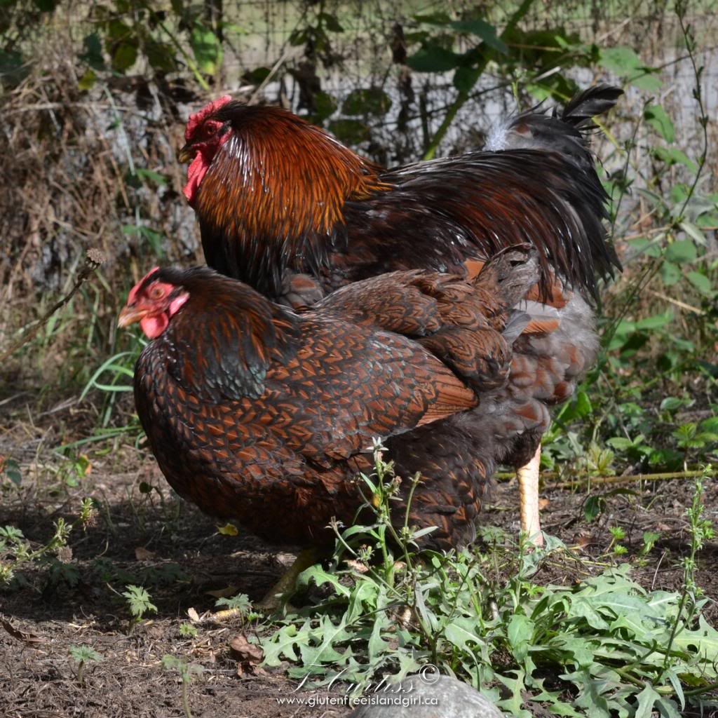 BLR Wyandotte Trio - Vancouver Island with possible delivery to Alberta Watermark_chicks1_zpsc2d90282