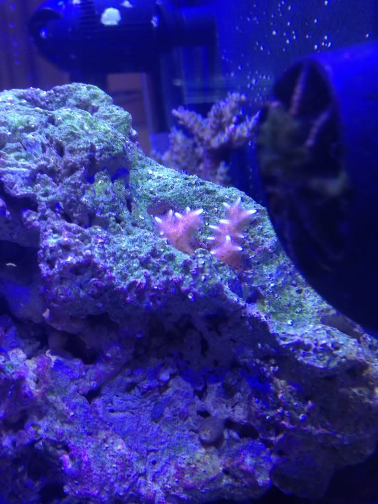 My 14 gal nano reef. Bd5e8cdd