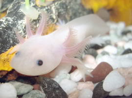 En el Origen de las Especies 1: Wooper!!! Axolotl