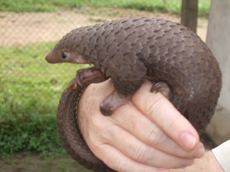 En el Origen de las Especies 5: Sandshrew y Sandslash!!! Pangolin