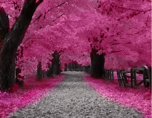 Pink Forest Sakura_tree