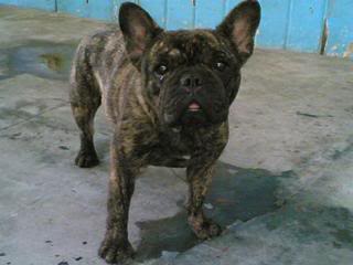 french bulldog in bacolod Stolenshot