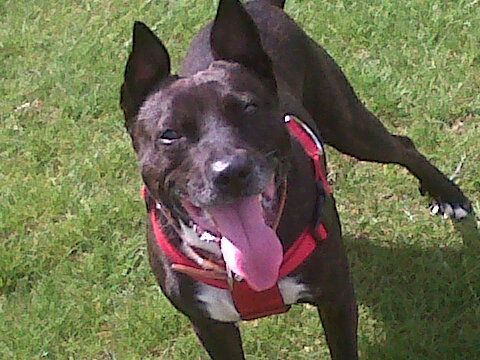 happy gotcha day Bulley  12_zps59d8ce34