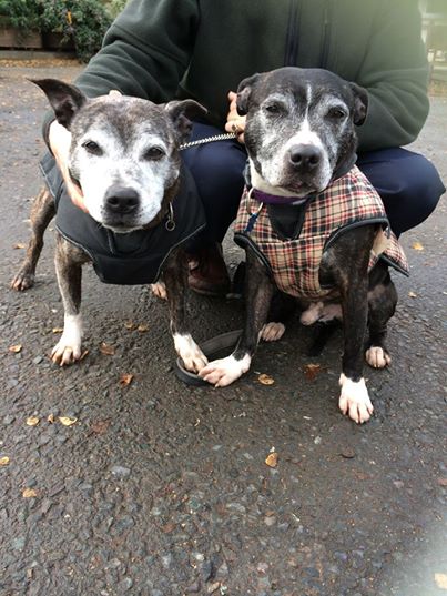 Salt and Pepper, urgent home needed.  1966899_652362228169273_209148383986558846_n_zps01f6fea7