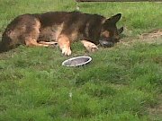 my GSD major  Majorsleepig