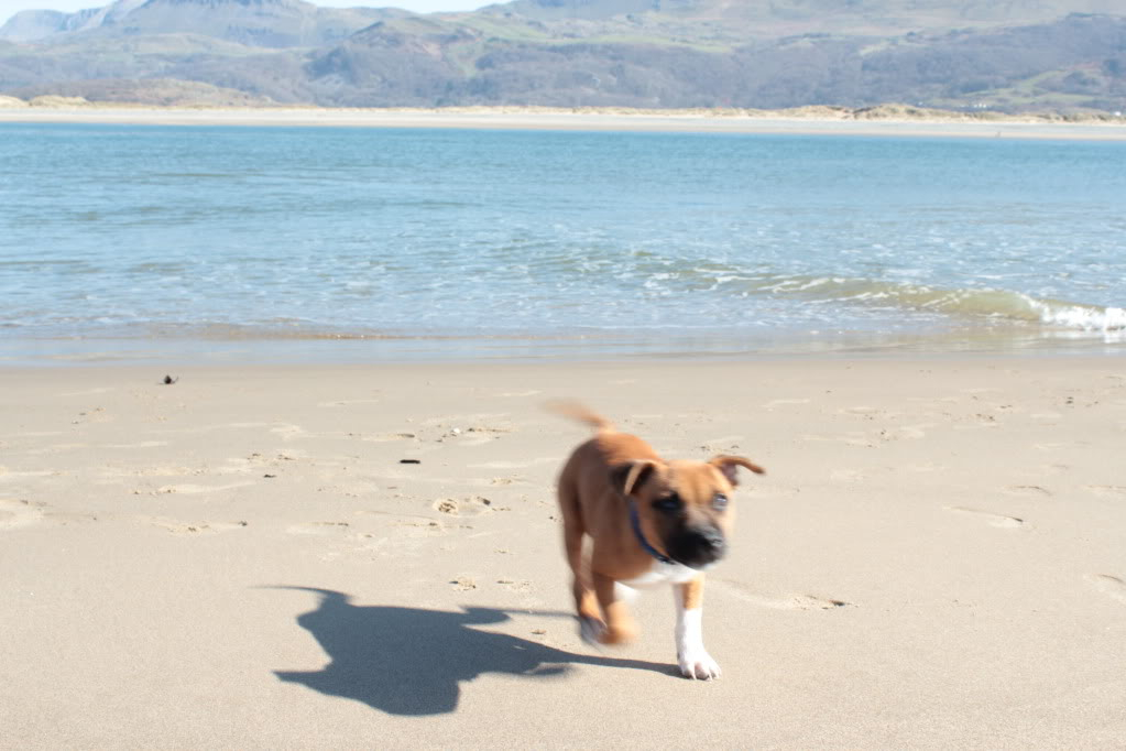 Bruce 15 weeks at barmouth beach IMG_3441