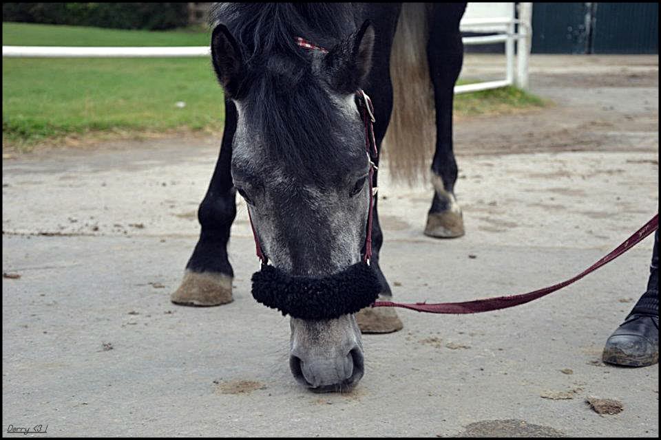 Derrylough Barney, poney connemara 293493_204986992907272_100001879183830_486071_320766224_n