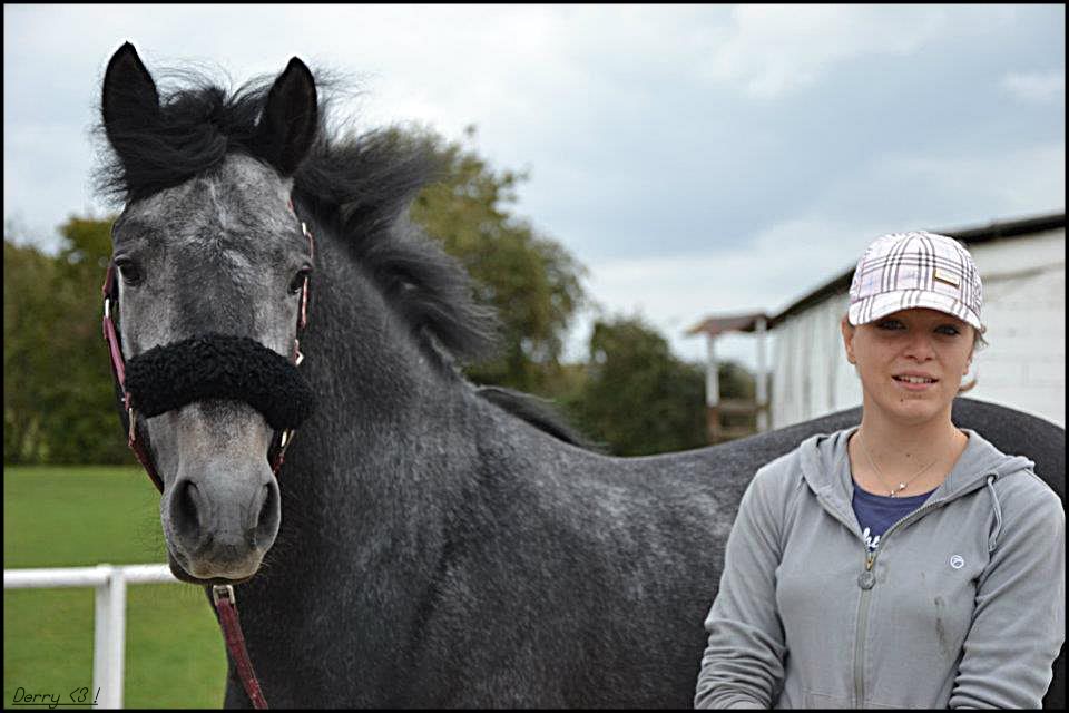 Derrylough Barney, poney connemara 310904_204986276240677_100001879183830_486049_362574353_n