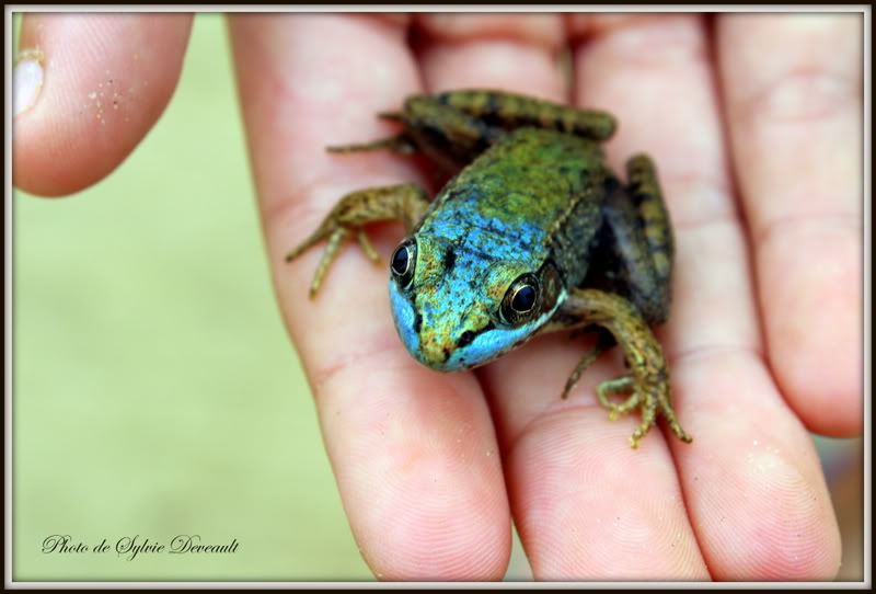 Levons le pied pour les crapauds et ceux qui les ramassent ! Crapaud