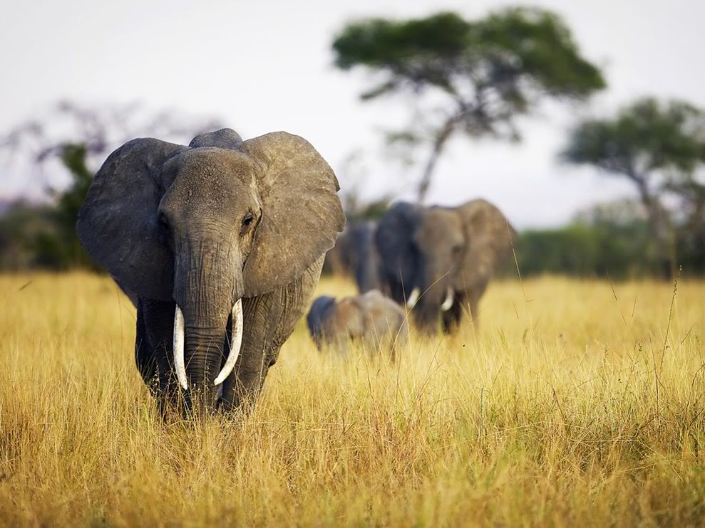 Void Tribute:  Void's Scrapbook/Interesting Facts about Void Elephant-herd-grass-tanzania_22652_990x742