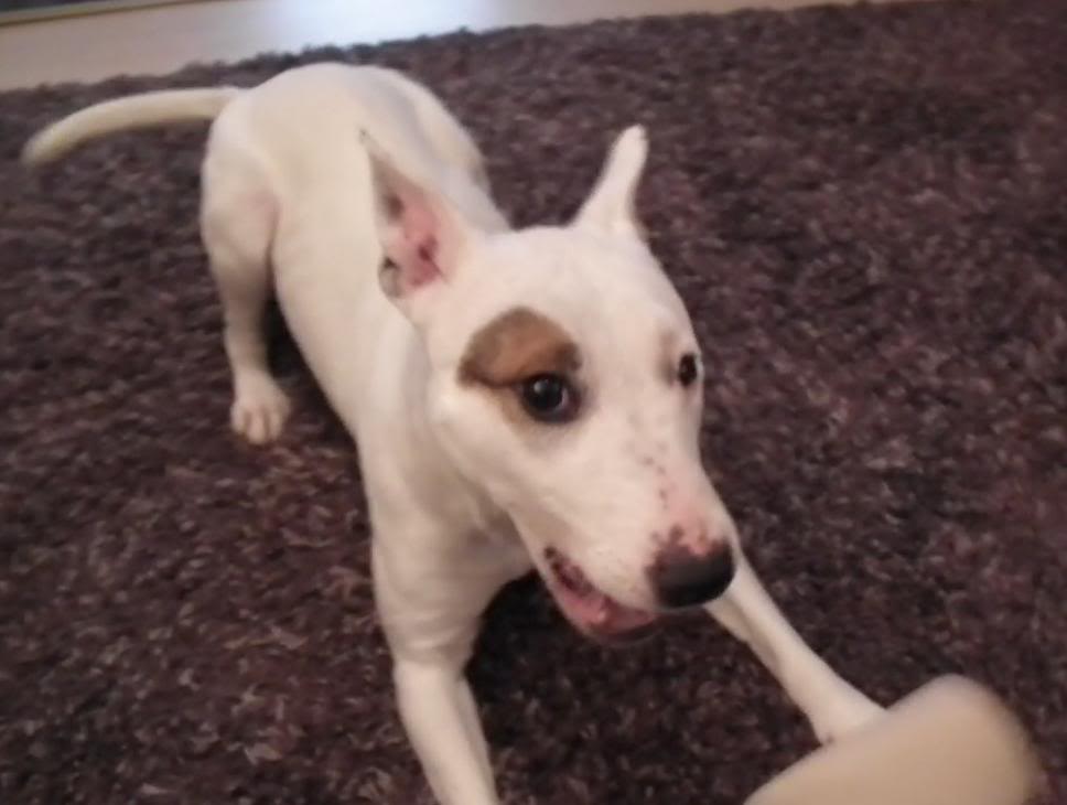 Constance - English Bull Terrier cross Constancevideocapture3