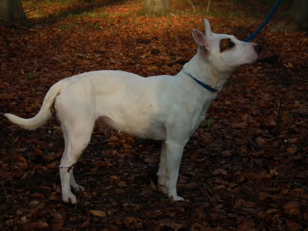 Constance - English Bull Terrier cross DSCF1961