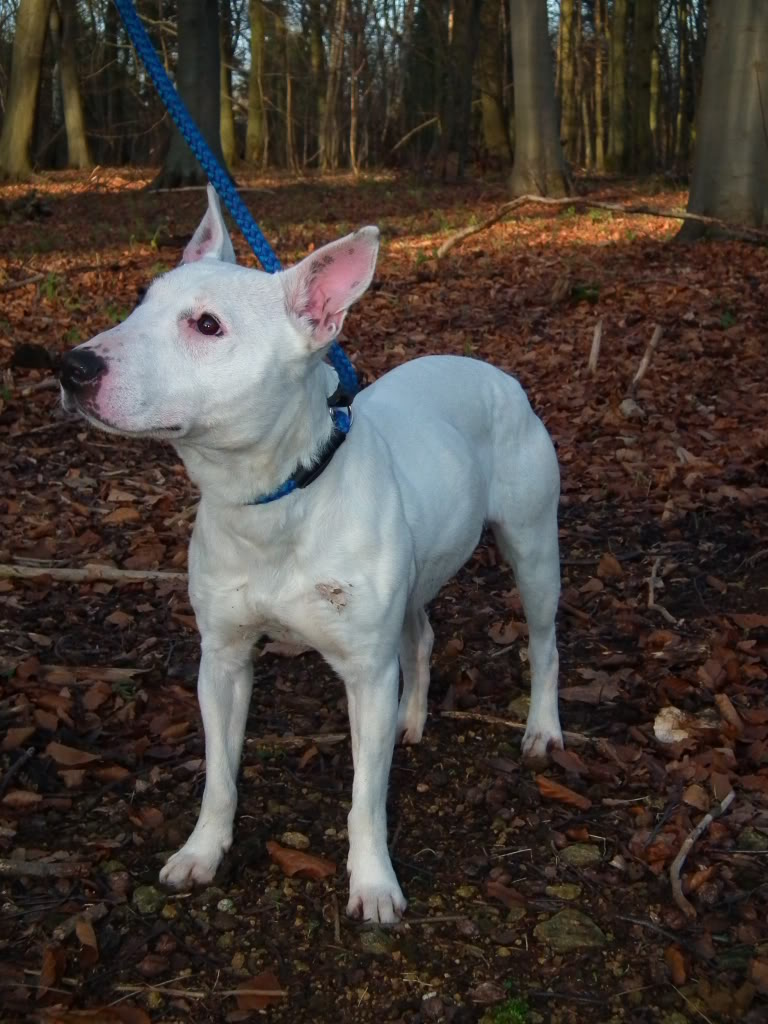 Constance - English Bull Terrier cross DSCF1963