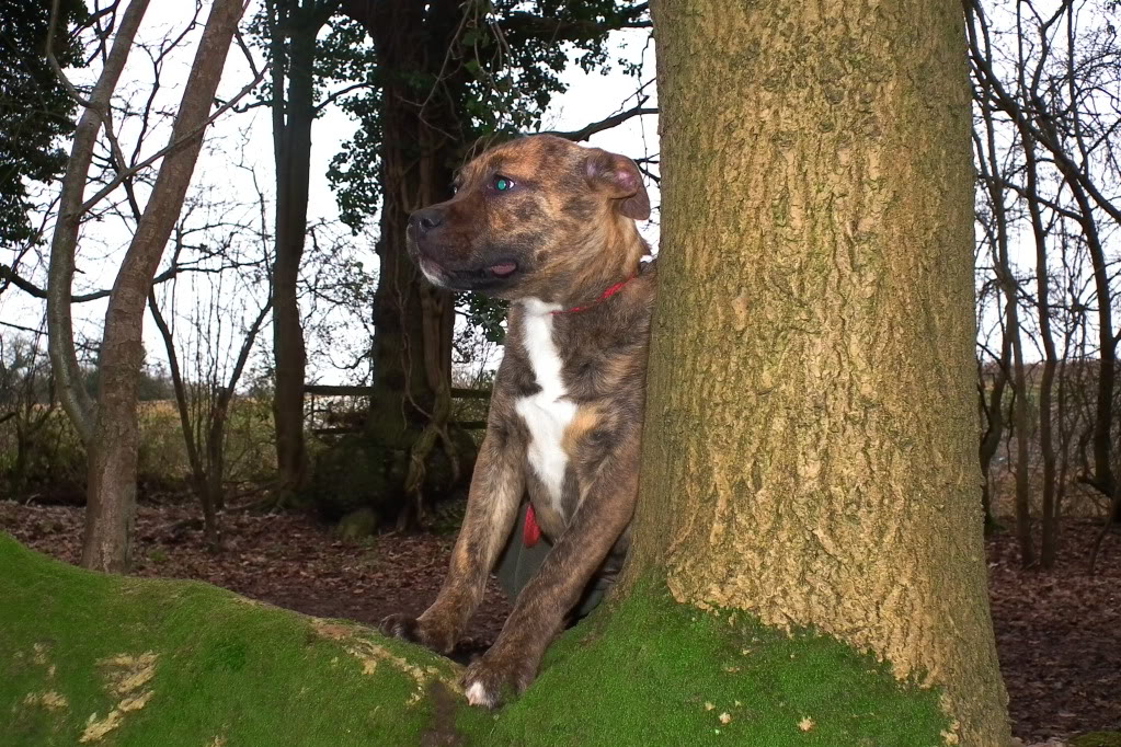 Blitz - female staffy cross puppy DSCF1979