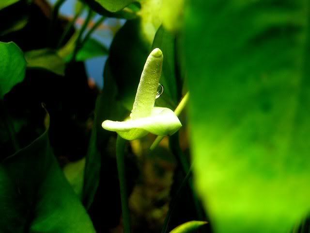 Anubias barteri Floranubia