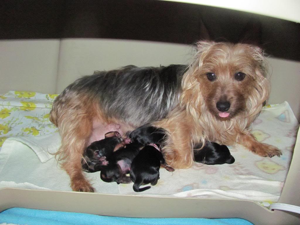 My Puppies and proud mama.. they were born yesterday at 6 am IMG_8656