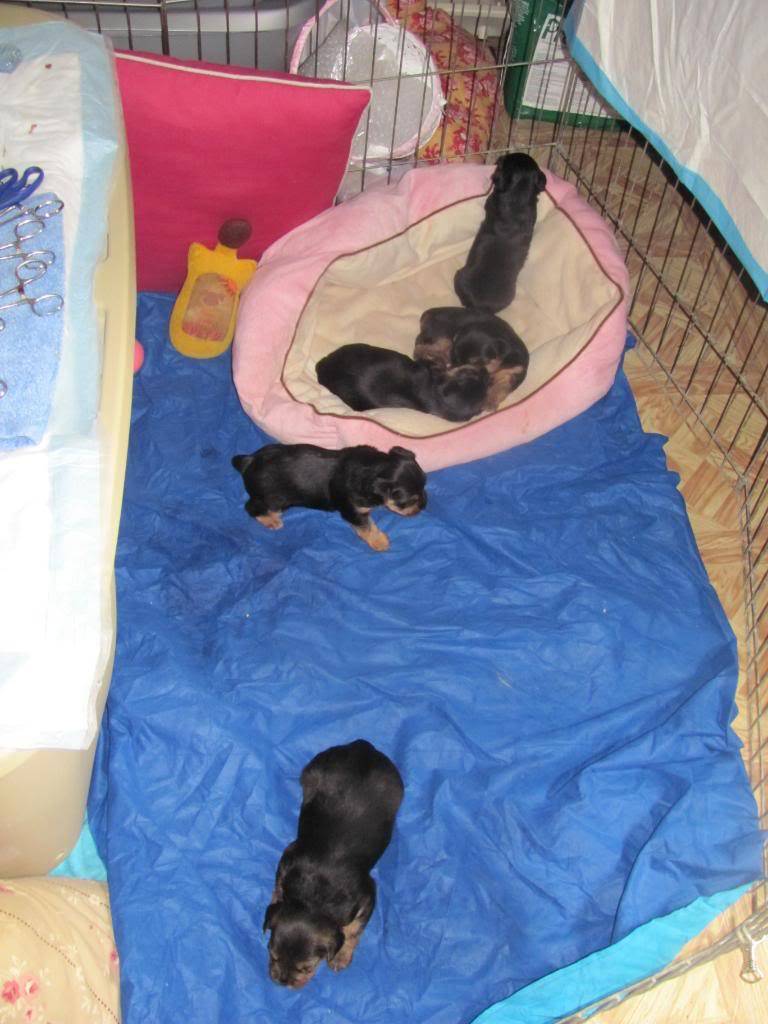 My Puppies and proud mama.. they were born yesterday at 6 am IMG_8924