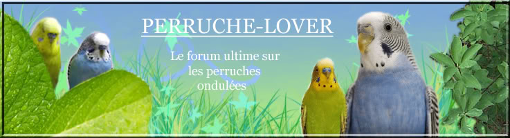 Perruche-Lover