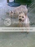 **RARE BREED: NORWICH TERRIER** Th_preciousandsugar