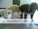 **STD, MINI, TOY Poodle Breed Standard** Th_riester3