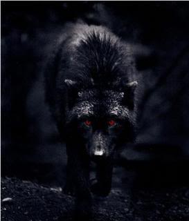 Sengoran, le bien ou le mal, une seule force triomphera... Blackwolf-1