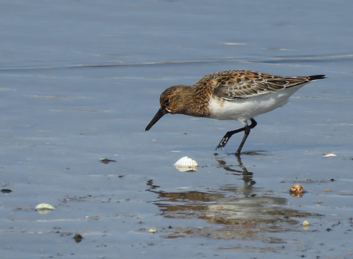 Pilrito das praias ou das areias em plumagem nupcial 20150507_Pilrito_0274_zpsnih8jmiy