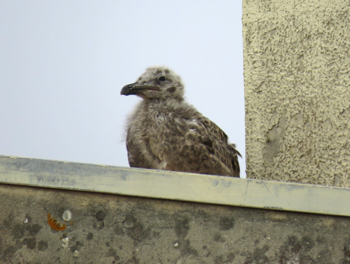 Gaivotas de patas amarelas Larus michaellis nascidas em áreas urbanas IMG_3144_zpslkjoldo3