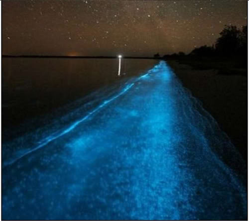  البحيرة المضيئة مناظر خلابه  Bioluminescent-Lake-in-Australia-12-580x593