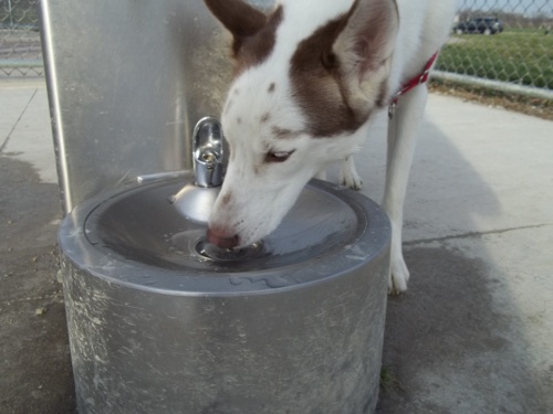 park - Dog Park Scrapbook! *Extreme Pic Heavy* *MORE pics!* Updated 11/16/12 New22