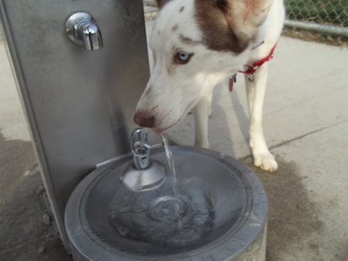 park - Dog Park Scrapbook! *Extreme Pic Heavy* *MORE pics!* Updated 11/16/12 New23