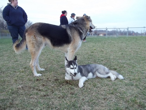 park - Dog Park Scrapbook! *Extreme Pic Heavy* *MORE pics!* Updated 11/16/12 New45