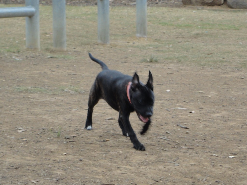 The Puppy Playpen  DSC02144_zpseefe4749